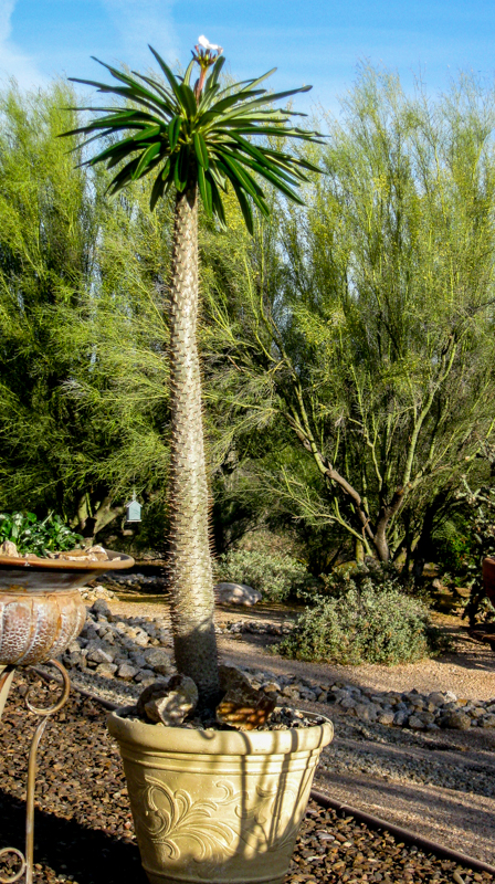 Madagascar Palm Spring 2015