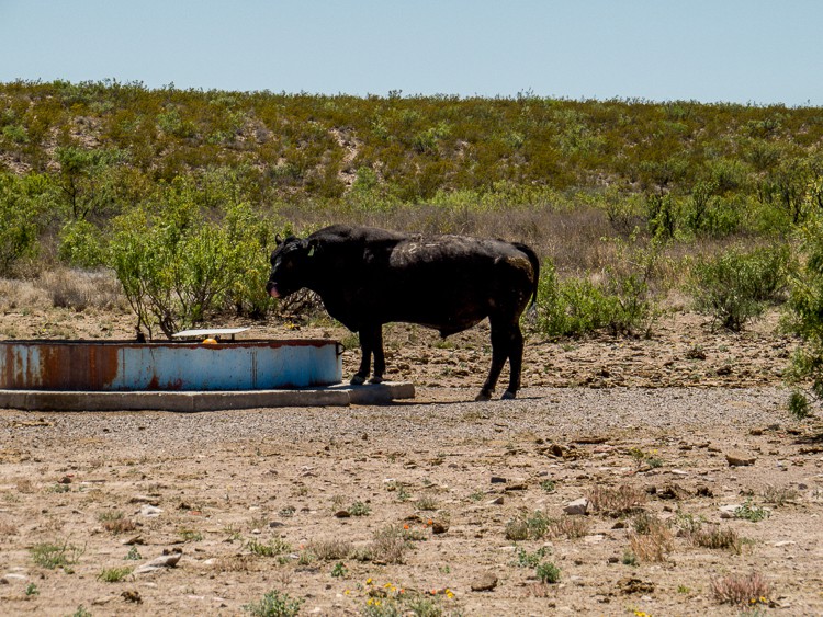 Thirsty bull drinking