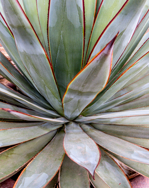 Agave with sharp edges and points