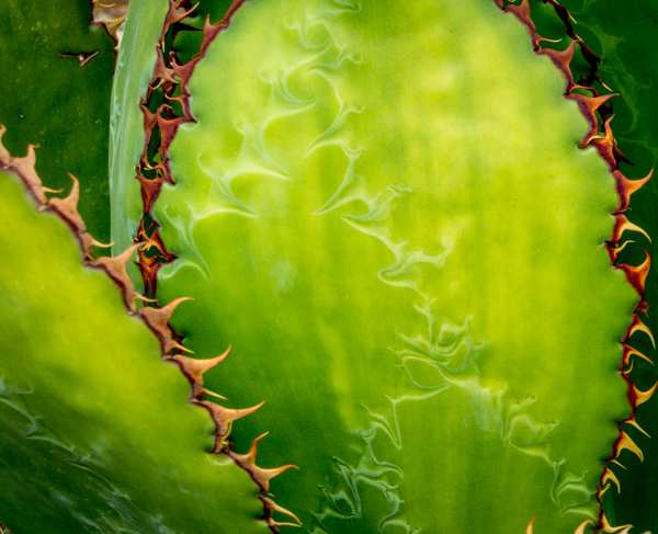 Pickle-colored agave with large Serrated Edges.