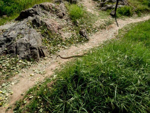 TRattlesnake moving across the path