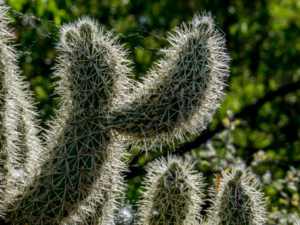 Cholla Cactus Against the Sun