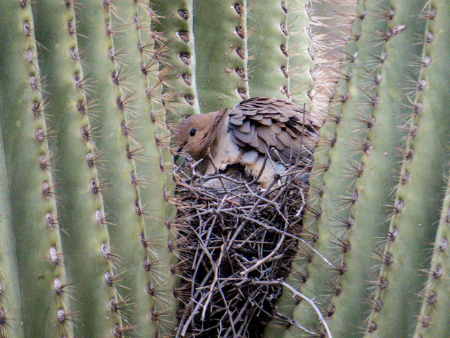 Mourning Dove in Saguaro Cactus Nest