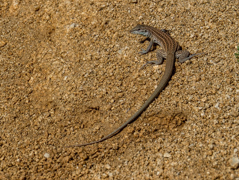 The Chihuahuan Spotted Whiptail (Aspidoscelis exsanguis)