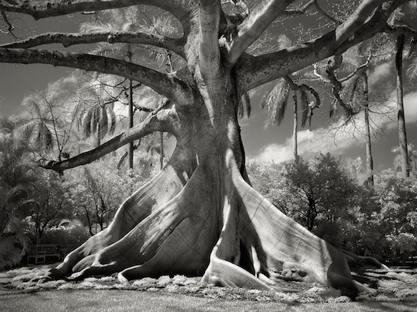 Kapok Tree,  Beth Moon, Ancient Trees: Portraits of Time