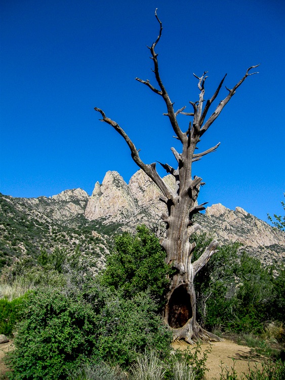 Spooky hollowed tree