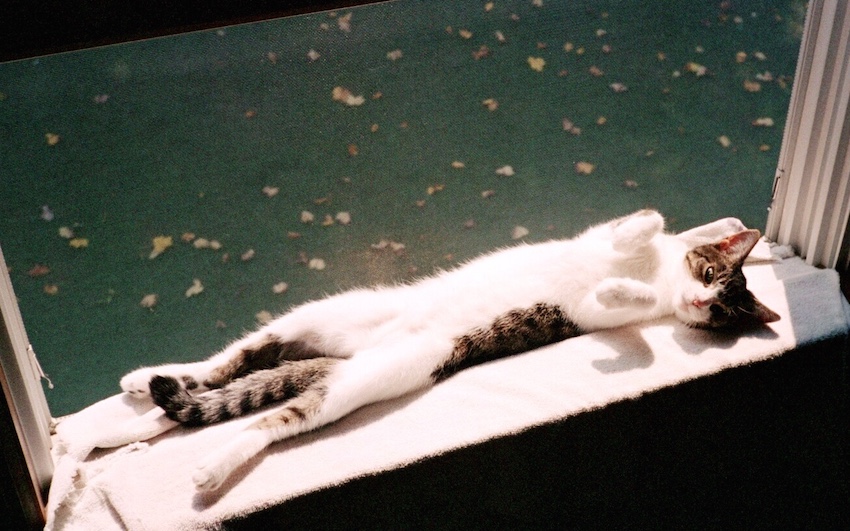 Kitty Carlisle resting in an open window.