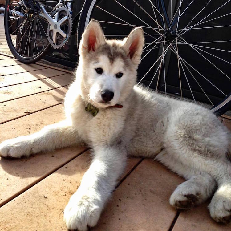 Loki in 2012 as a Puppy