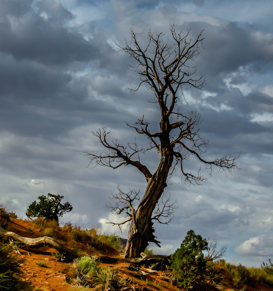 dead tree, spooky, Monument Valley, Utah