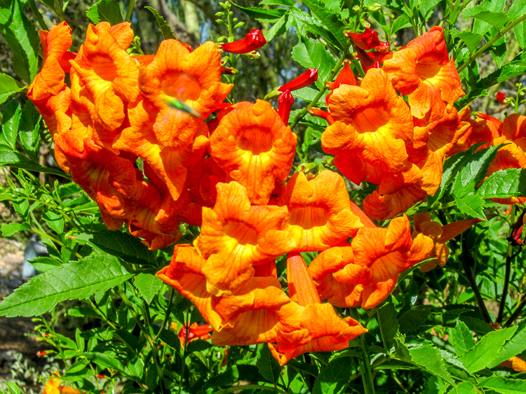 Tecoma - Orange Jubilee Closeup