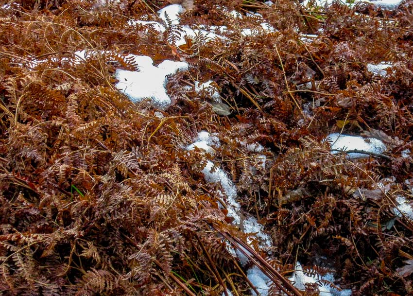patterns of dead ferns against the snow