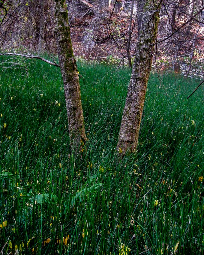 green horsetail grass meadow
