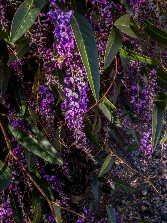 Late afternoon hardenbergia spray with beee