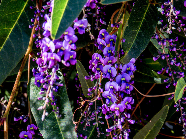 Another close view of the hardenbergia