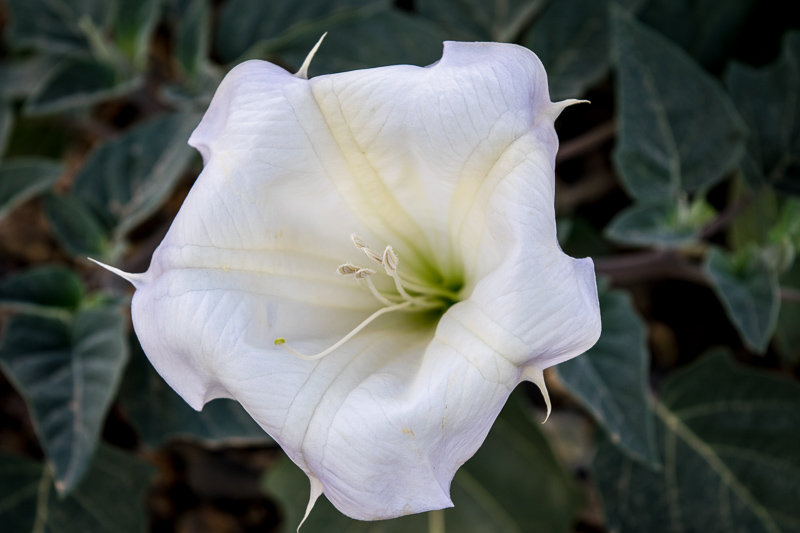 A Datura Flower, native desert plant