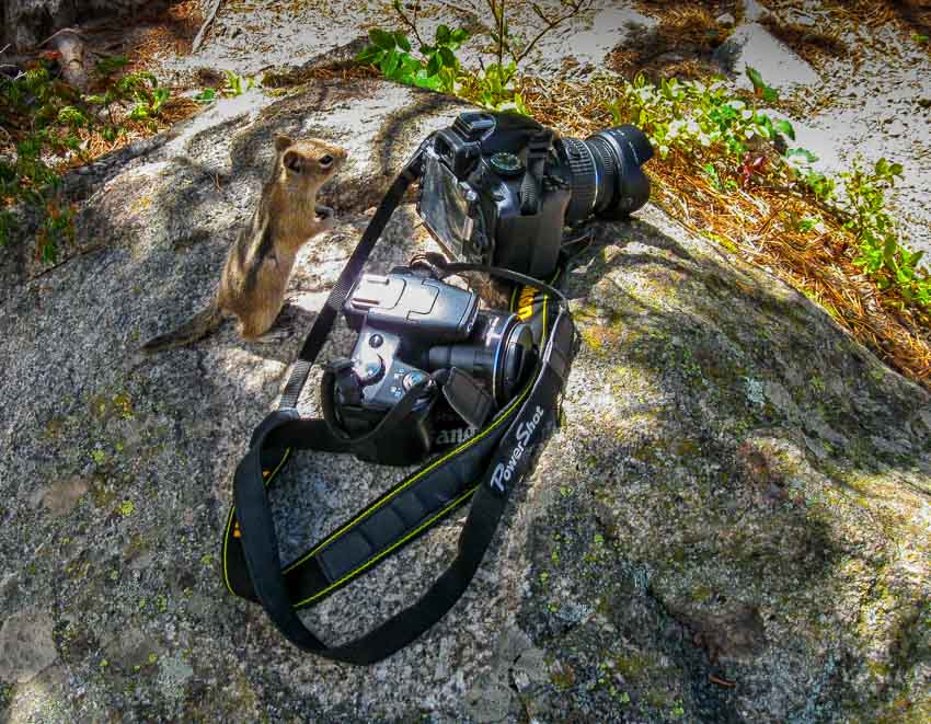 Chipmunk wants to be a photographer