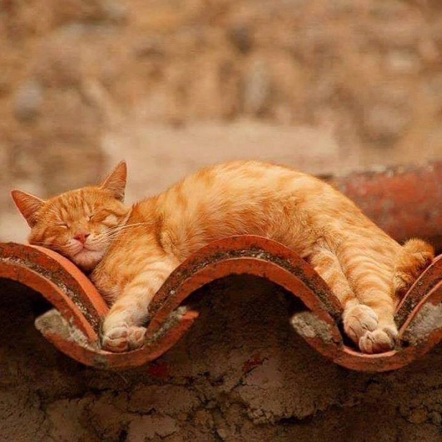 Cat Sleeping in the Curves of a Tiled Roof