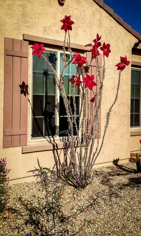 Ocotillo with Poinsettia leaves