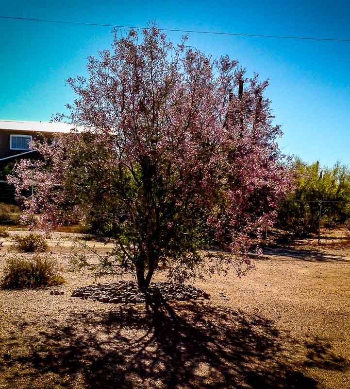 Ironwood Tree in Bloom - Sonoran Desert