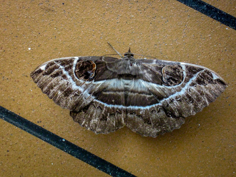 An interesting Noctuid moth resting on the deck of the ship