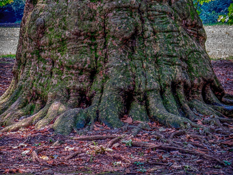 Large, old tree trunk with moss