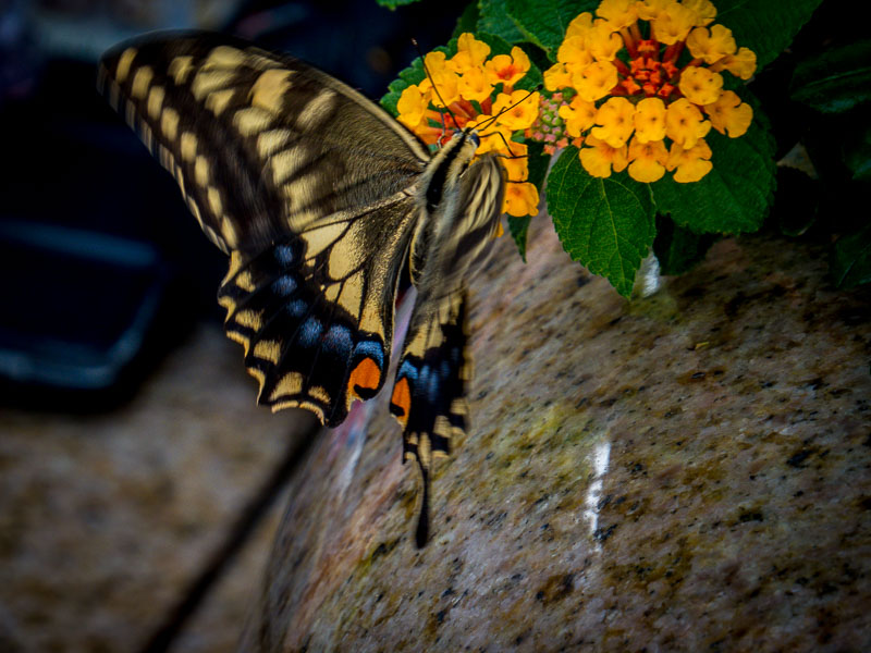 A real butterfly at Glover Garden, Nagasaki