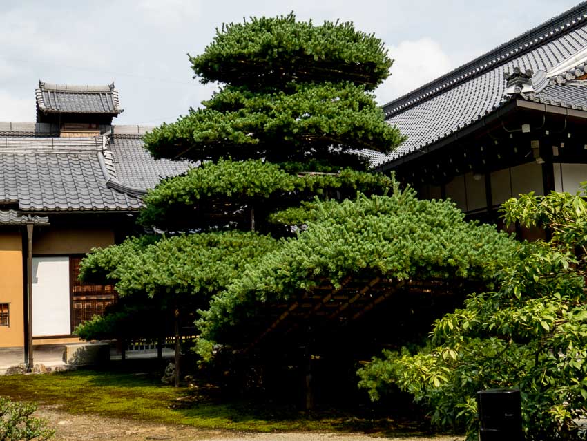 Old tree pruned in shape of a ship. Golden Pavilion - Kyoto, Japan