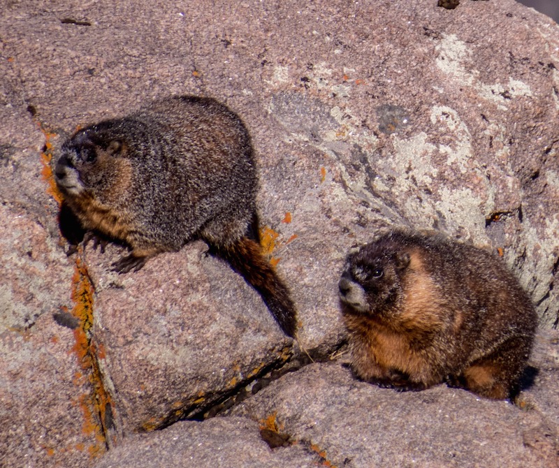 Marmots at Rocky Mountain National Park