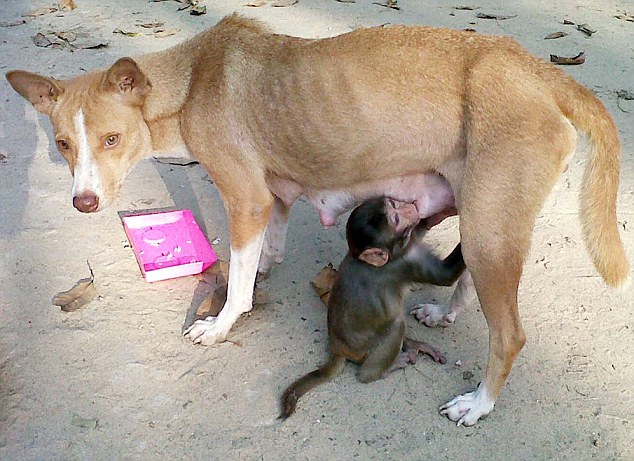 Dog adopts baby monkey