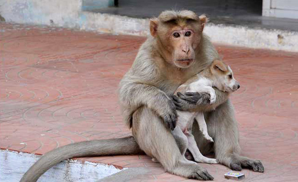 Monkey adopts puppy!