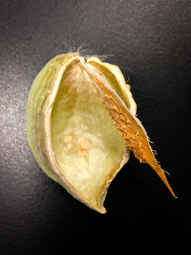 The structure of the spine helps to retain the seeds until they are ready to fly away