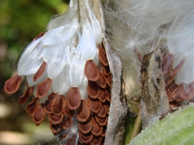Seeds clinging to the pod in nature