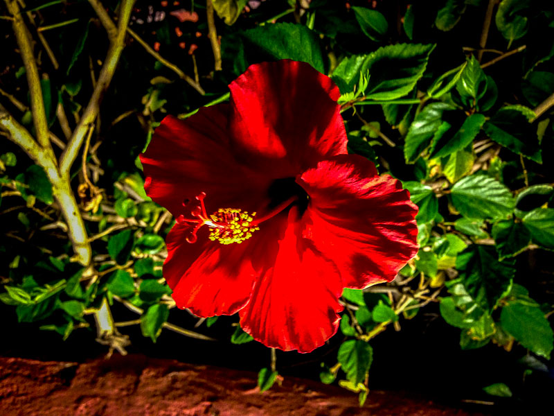 A pretty, red hibiscus on the balcony at The Different Pointe of View Restaurant, Phoenix, AZ
