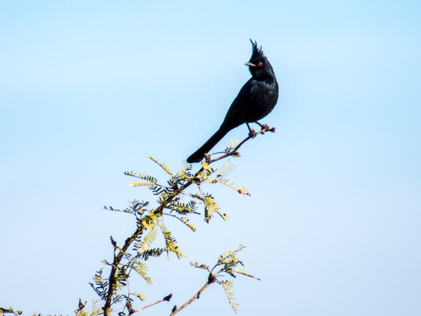 Phainopepla captured at the McDowell Mountain Preserve