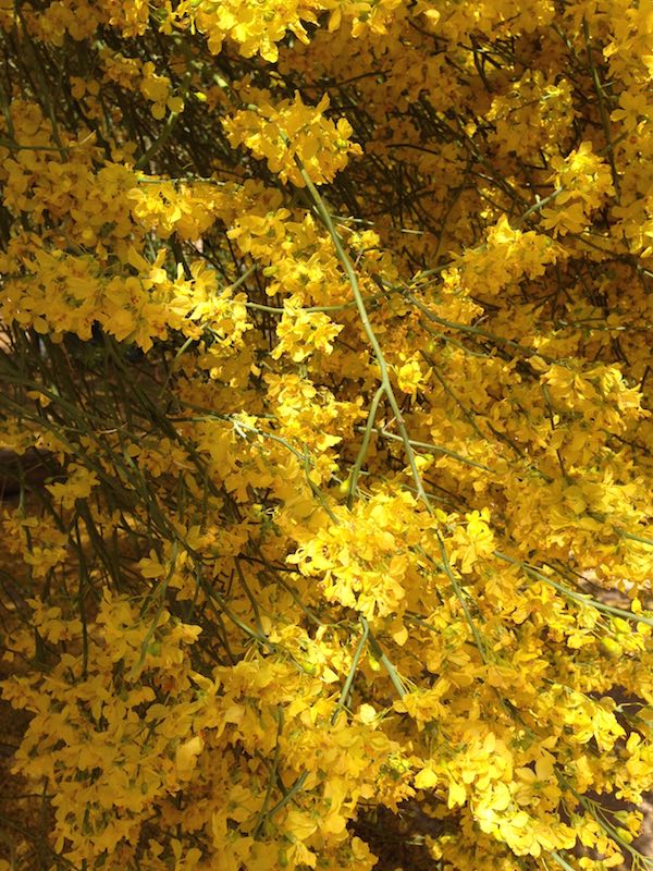 Palo Verde Tree flowers