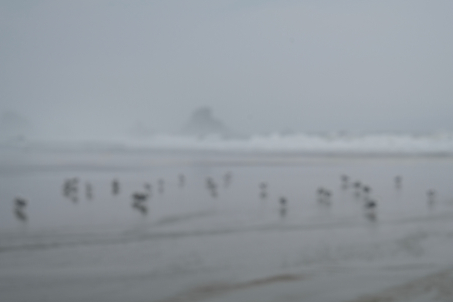 Picture of birds on the beach in OR out of focus