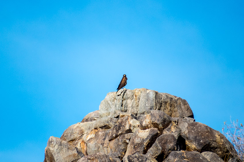 A distant bird; I think a Harris's Hawk