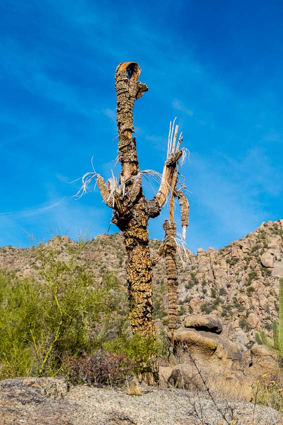 Dead saguaro still graces the desert