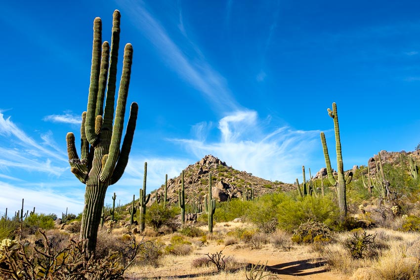 Picture of the saguaros in the foreground of the mountains
