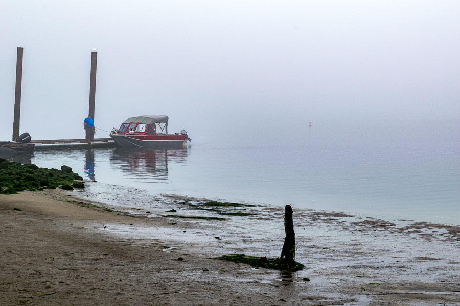 Foggy weather does not deter the fish or crabs