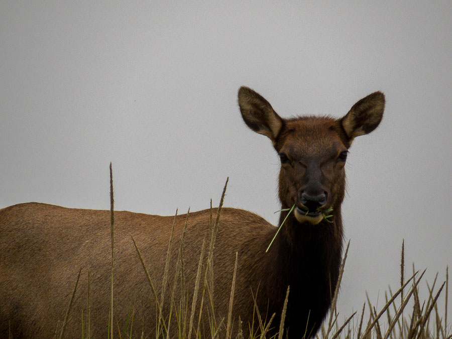 An elk doe eats as she watches us walk along the path