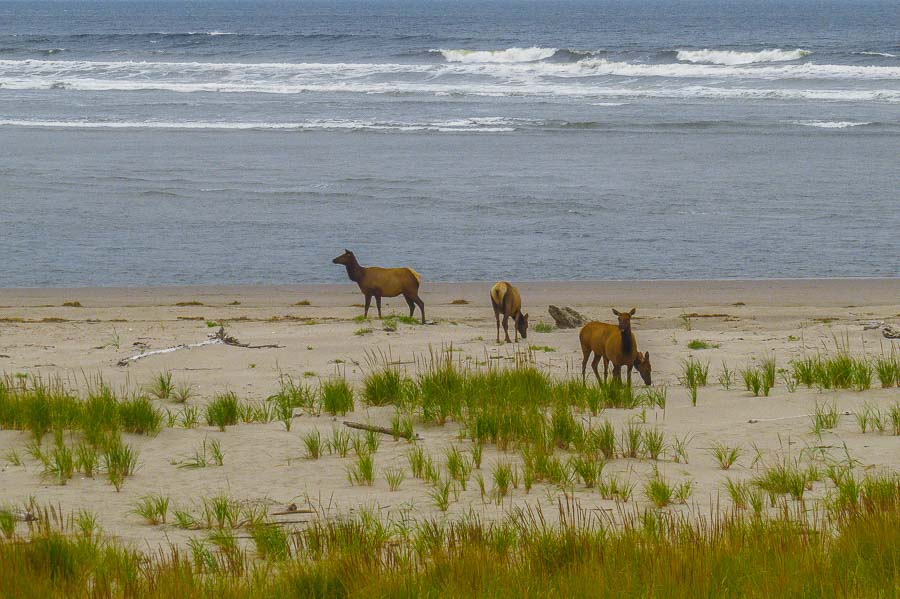 Elk along the shore
