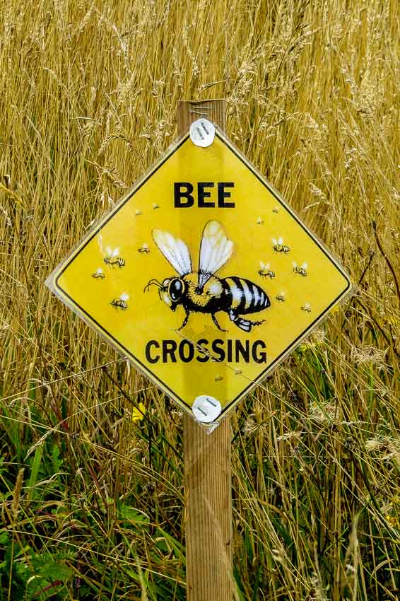 Bee crossing sign - fun!