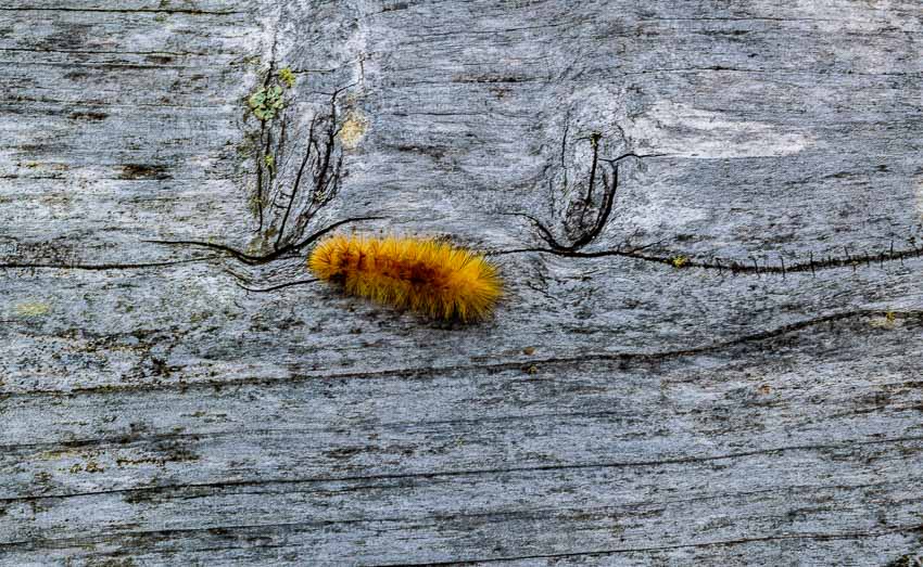 A wooly bear caterpillar