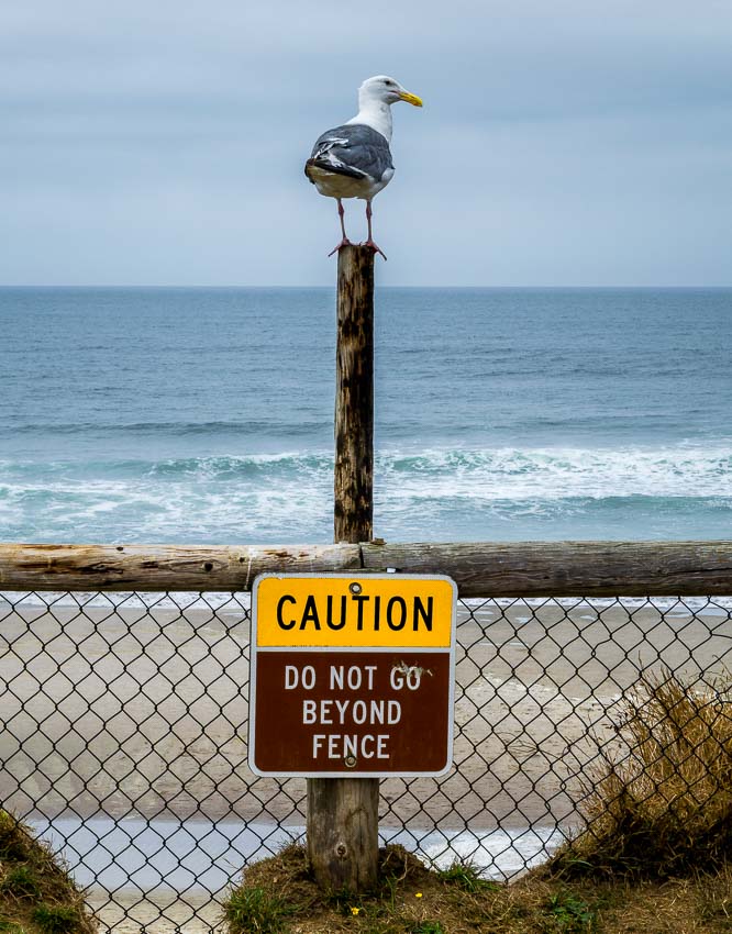 A segull sitting atop a sign to 'stand back'