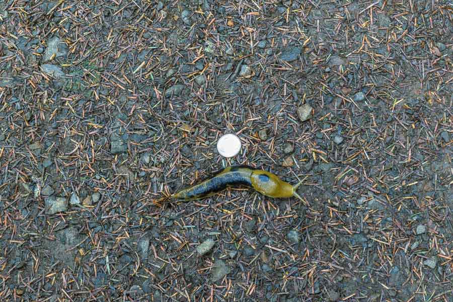 Large Banana slug