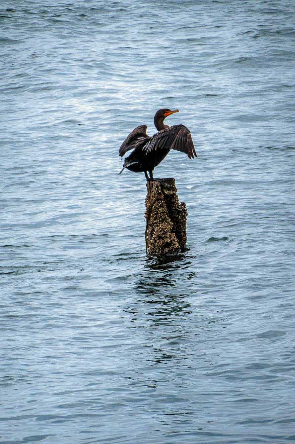 Cormorants are also hoping for some fish.