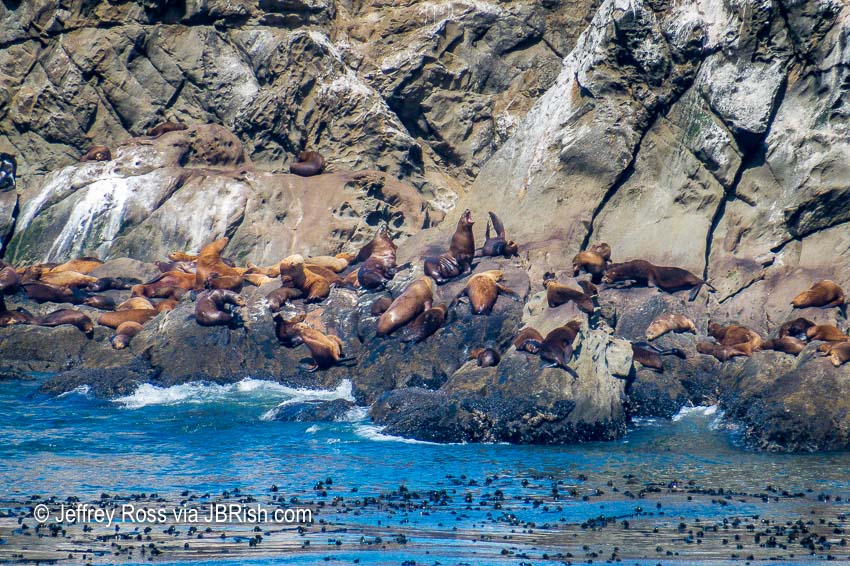 Seals basking on Shell Island