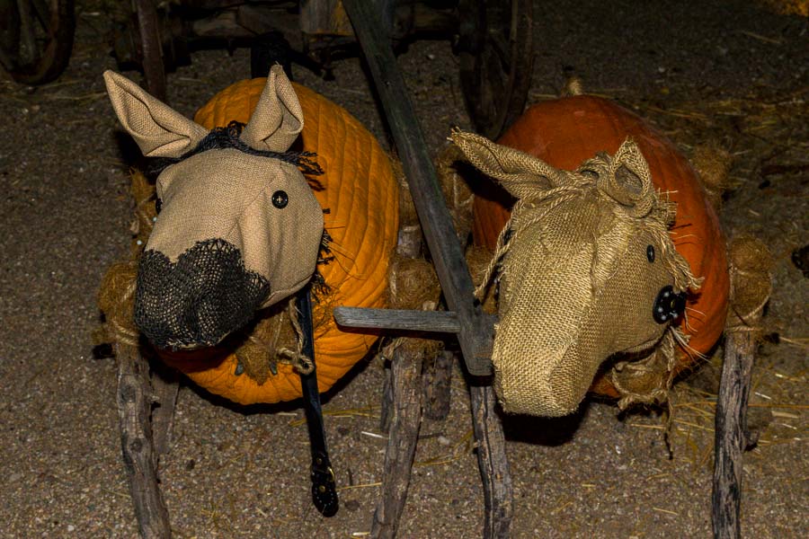 These pumpkin horses are ready to go
