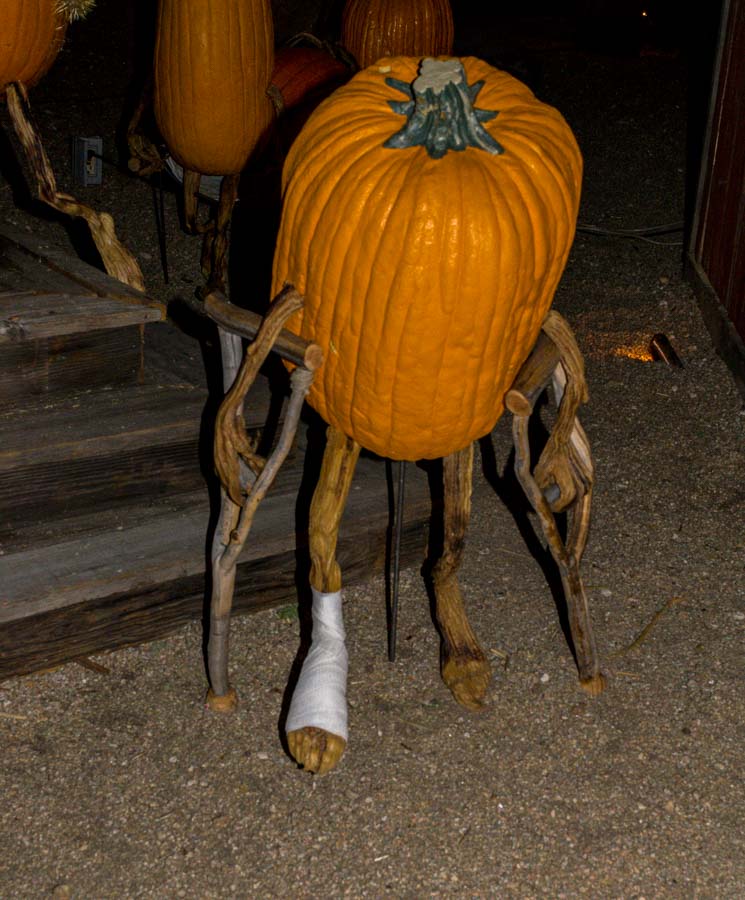 Unfortunate pumpkin has an injured leg